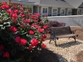 HHV exterior_08_roses with bench_April 2011